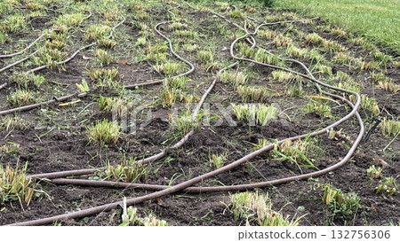 Garden irrigation hoses lie on soil in a field, ensuring water distribution for plants Garden irrigation hoses lie on soil in a field, ensuring water distribution for plants 132756306