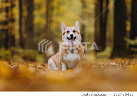 Happy welsh corgi pembroke dog sitting on autumn path in forest with yellow leaves and warm sunlight Happy welsh corgi pembroke dog sitting on autumn path in forest with yellow leaves and warm sunlight 132756452