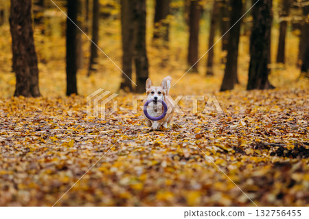 Happy welsh corgi pembroke dog running in autumn forest with purple ring toy among golden leaves Happy welsh corgi pembroke dog running in autumn forest with purple ring toy among golden leaves 132756455