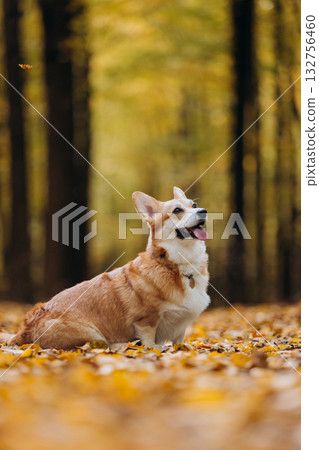 Welsh Corgi pembroke dog sitting sideways on autumn forest path covered with golden yellow leaves 132756460