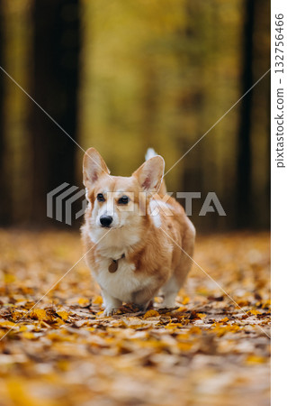 Happy corgi running through autumn forest path covered with yellow leaves and sunlight 132756466
