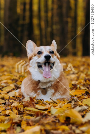 Happy welsh corgi pembroke dog sitting on autumn path in forest with yellow leaves and warm sunlight Happy welsh corgi pembroke dog sitting on autumn path in forest with yellow leaves and warm sunlight 132756490