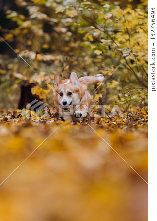 Playfull Corgi dog playing fetch in autumn forest, jumping into leaves to catch purple puller toy 132756493