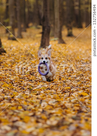 Happy welsh corgi pembroke dog running in autumn forest with purple ring toy among golden leaves Happy welsh corgi pembroke dog running in autumn forest with purple ring toy among golden leaves 132756494