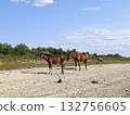 Three brown horses are grazing on the beach, green grass, trees and blue sky are visible 132756605