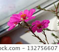 Pink flowers for windowsills. A houseplant with bright blooms. 132756607