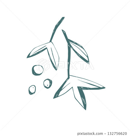Mistletoe branch with berries drawn in minimal hand sketch style on white background for winter design projects Mistletoe branch with berries drawn in minimal hand sketch style on white background for winter design projects 132756620