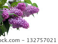 lilac, bloom, blossom 132757021