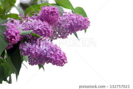 a branch of purple lilac on a white background. copy space	 132757021