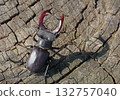 stag beetle on a stump of oak close up 132757040