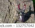 stag beetle on a stump of oak close up 132757042
