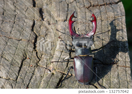 stag beetle on a stump of oak close up stag beetle on a stump of oak close up 132757042