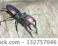 stag beetle on a stump of oak close up. copy space 132757046
