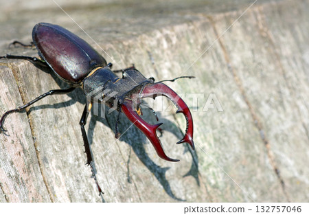 stag beetle on a stump of oak close up. copy space stag beetle on a stump of oak close up. copy space 132757046