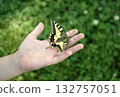 Butterfly on the hand of a child. Butterfly on the hand of a little boy.  132757051
