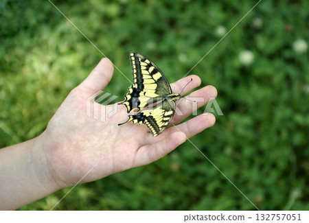 Butterfly on the hand of a child. Butterfly on the hand of a little boy.  132757051