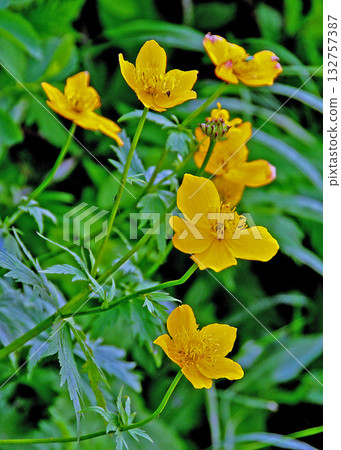 Hokkaido Daisetsuzan traverse: Chishima Globulus blooming on the traverse route from Mt. Kurodake to Sounkyo Hokkaido Daisetsuzan traverse: Chishima Globulus blooming on the traverse route from Mt. Kurodake to Sounkyo 132757387