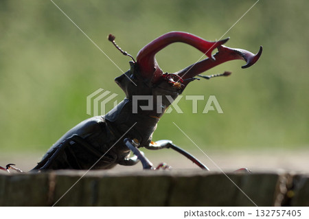 stag beetle on a stump of oak close up 132757405