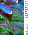 tropical morpho butterfly against a background of bright colorful bird feathers 132757420