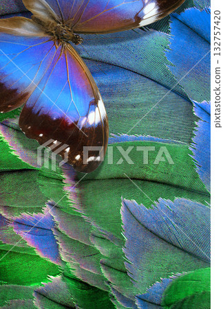 tropical morpho butterfly against a background of bright colorful bird feathers tropical morpho butterfly against a background of bright colorful bird feathers 132757420