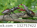 Stag beetles. Duel of two males.  Close up. 132757422
