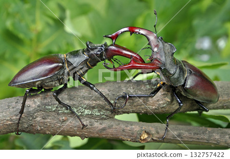 Stag beetles. Duel of two males. Close up. Stag beetles. Duel of two males. Close up. 132757422