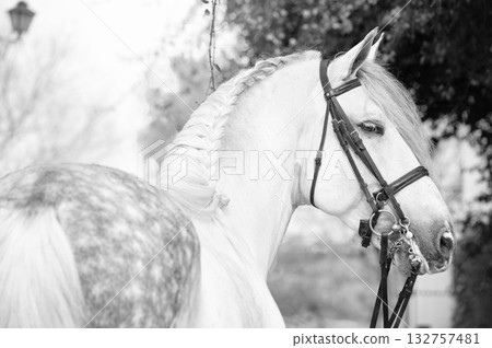 portrait of purebred PRE stallion in dressage bridle. Andalusia. Spain 132757481
