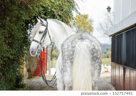 portrait of purebred PRE stallion in dressage bridle. Andalusia. Spain portrait of purebred PRE stallion in dressage bridle. Andalusia. Spain 132757491