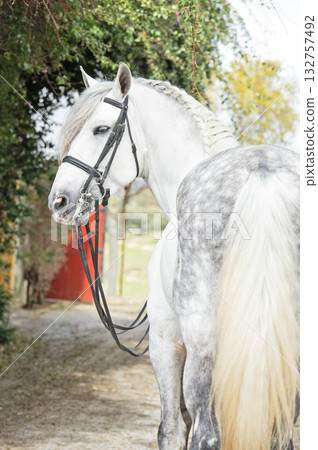 portrait of purebred PRE stallion in dressage bridle. Andalusia. Spain portrait of purebred PRE stallion in dressage bridle. Andalusia. Spain 132757492