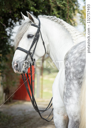 portrait of purebred PRE stallion in dressage bridle. Andalusia. Spain portrait of purebred PRE stallion in dressage bridle. Andalusia. Spain 132757493