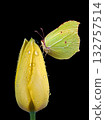 bright yellow butterfly on yellow tulip in dew drops isolated on black 132757514