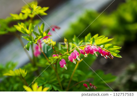 Close-up of bleeding heart plant with curved stem and pink heart-shaped flowers blooming in spring garden. Bleeding heart symbolizing love, emotion, delicate nature 132757583