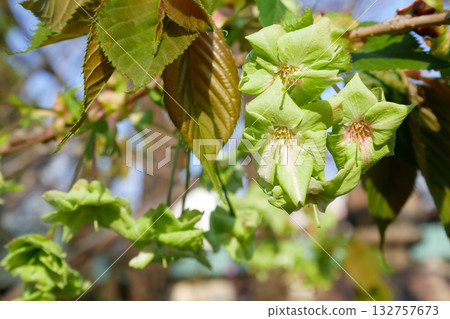 Gyoi Kizakura in full bloom - 3:2 version 132757673