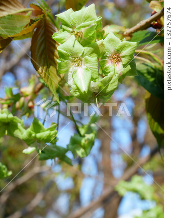盛開的御井木櫻 盛開的御井木櫻 132757674