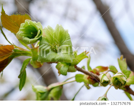 盛開的五井木櫻 132757676