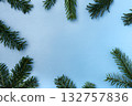 Christmas fir branches on blue background 132757836
