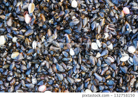 Baltic Sea mussels and seashells close-up on the beach showing natural marine coastal texture Baltic Sea mussels and seashells close-up on the beach showing natural marine coastal texture 132758150