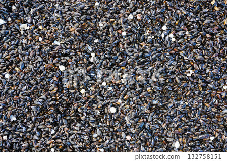 Natural texture of Baltic Sea mussels and seashells washed ashore forming a marine beach pattern Natural texture of Baltic Sea mussels and seashells washed ashore forming a marine beach pattern 132758151