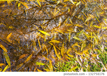 Autumn leaves floating on water with tree reflections, yellow foliage and natural texture 132758176