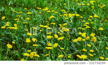 Spring meadow.Family of yellow dandelions on a green meadow 132758294