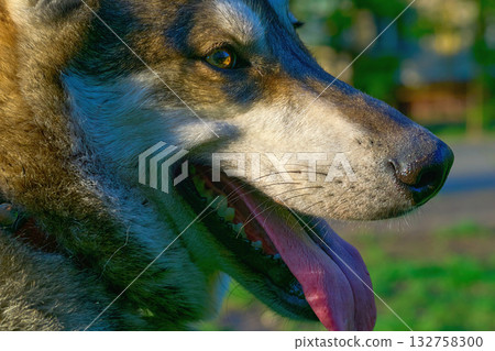Loyal Siberian Laika Husky dog's face close up 132758300