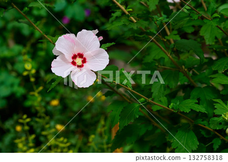 A lonely pink delicate mallow flower among the garden greenery A lonely pink delicate mallow flower among the garden greenery 132758318