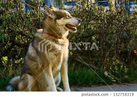 A loyal Siberian Laika Husky dog faithfully awaits its 132758319