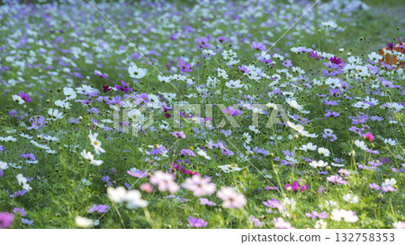 Kurihama flower country's cosmos Kurihama flower country's cosmos 132758353