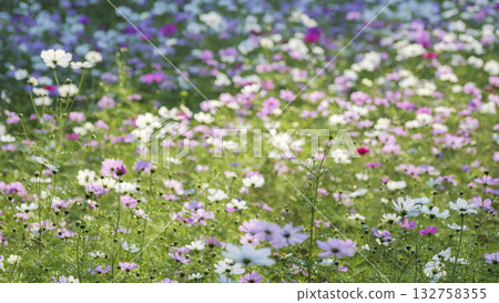 Kurihama flower country's cosmos 132758355