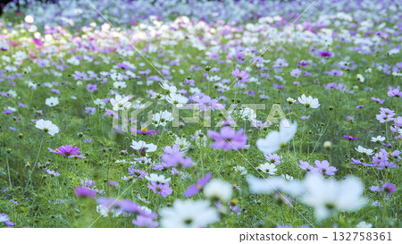 Kurihama flower country's cosmos Kurihama flower country's cosmos 132758361