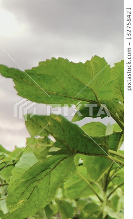 Green Energy of Nature, Close Shot Sunflower Seedlings, Agricultural Landscape, Amazing Natural Growth, Sunflower Leaf Veins, Lush Farming Vegetation, Full Frame Greenery, Fresh Leaf Texture, Morning Green Energy of Nature, Close Shot Sunflower Seedlings, Agricultural Landscape, Amazing Natural Growth, Sunflower Leaf Veins, Lush Farming Vegetation, Full Frame Greenery, Fresh Leaf Texture, Morning 132758421