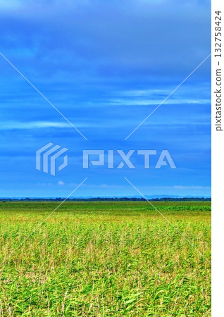 Sarobetsu原始花園的風景 Sarobetsu原始花園的風景 132758424