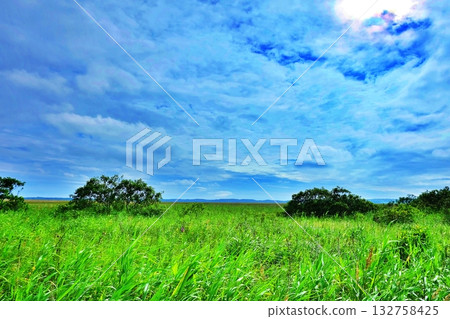 Scenery of Sarobetsu primeval flower garden Scenery of Sarobetsu primeval flower garden 132758425