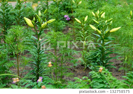 Gardening.White lily pad Lilium candidum in spring summer garden Gardening.White lily pad Lilium candidum in spring summer garden 132758575
